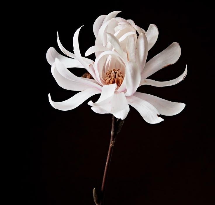 PebbleCoveHarbor workshop space where corporate flower arrangements are designed and prepared for business delivery